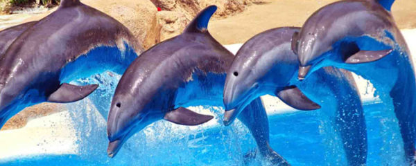 Rencontrer des dauphins à Antibes